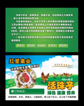 活珠子名片