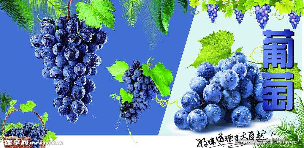 葡萄海报