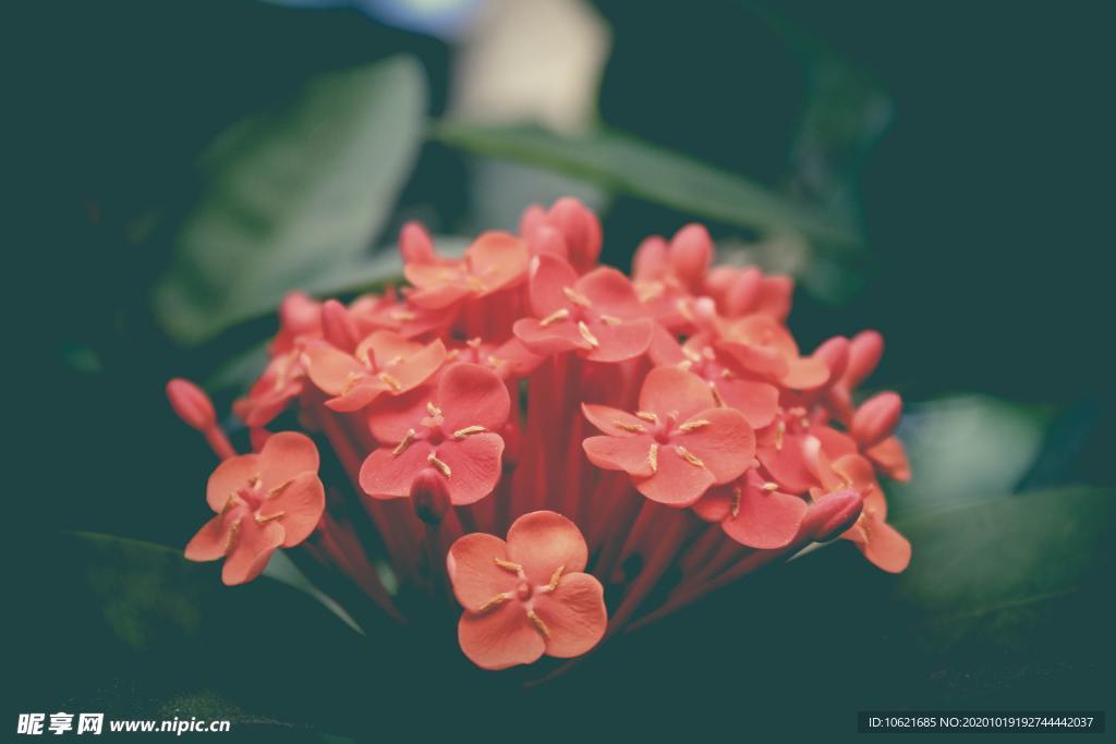 花