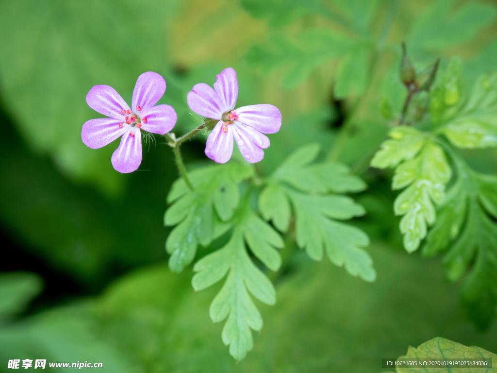 花