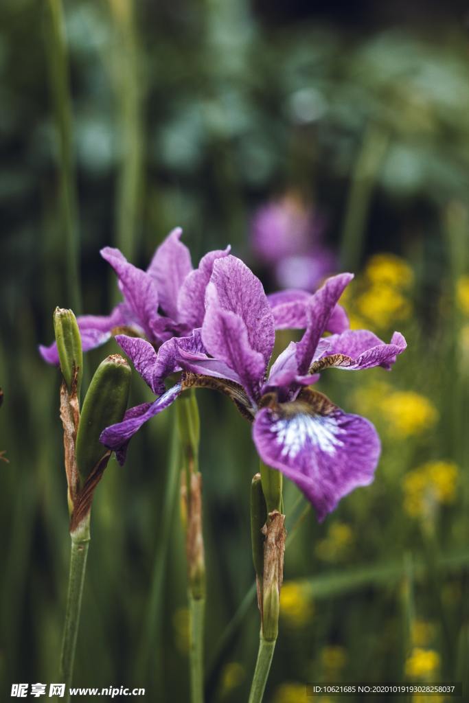 花