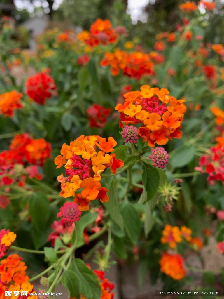 花