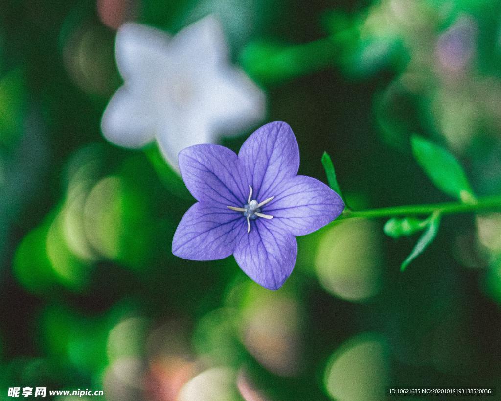 花