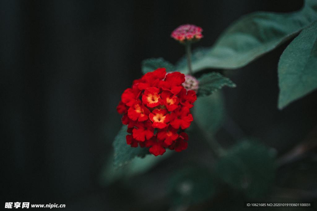 花