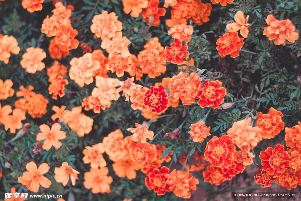 花