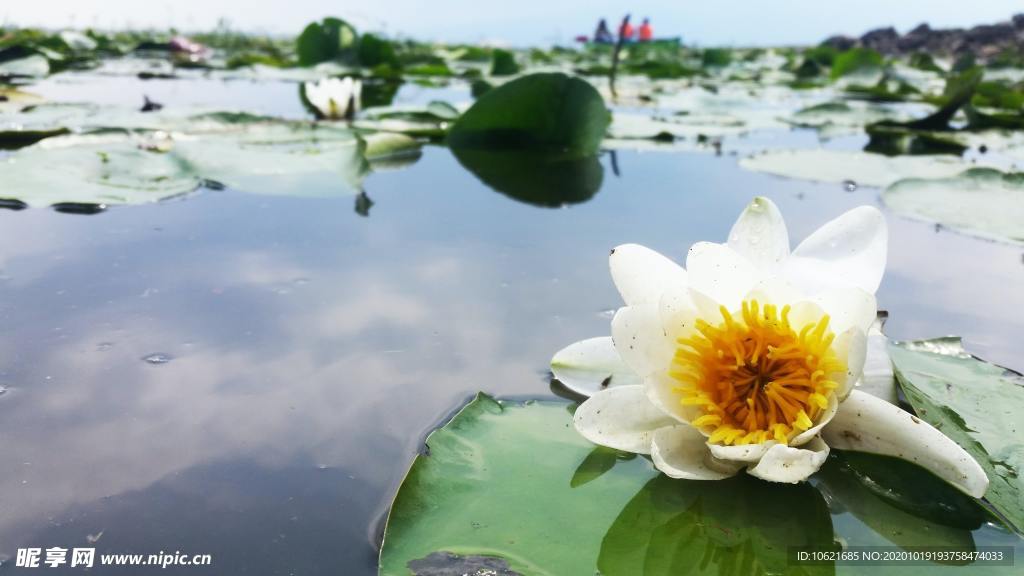 花