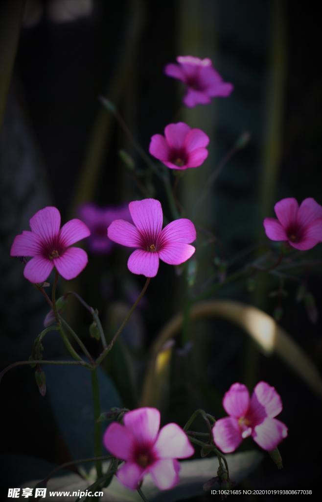 花