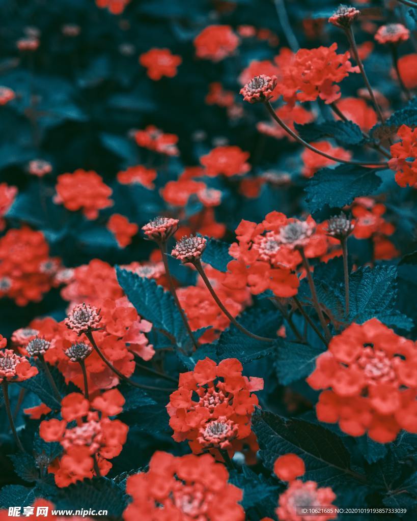 花