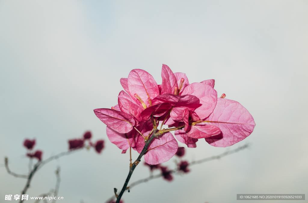 花