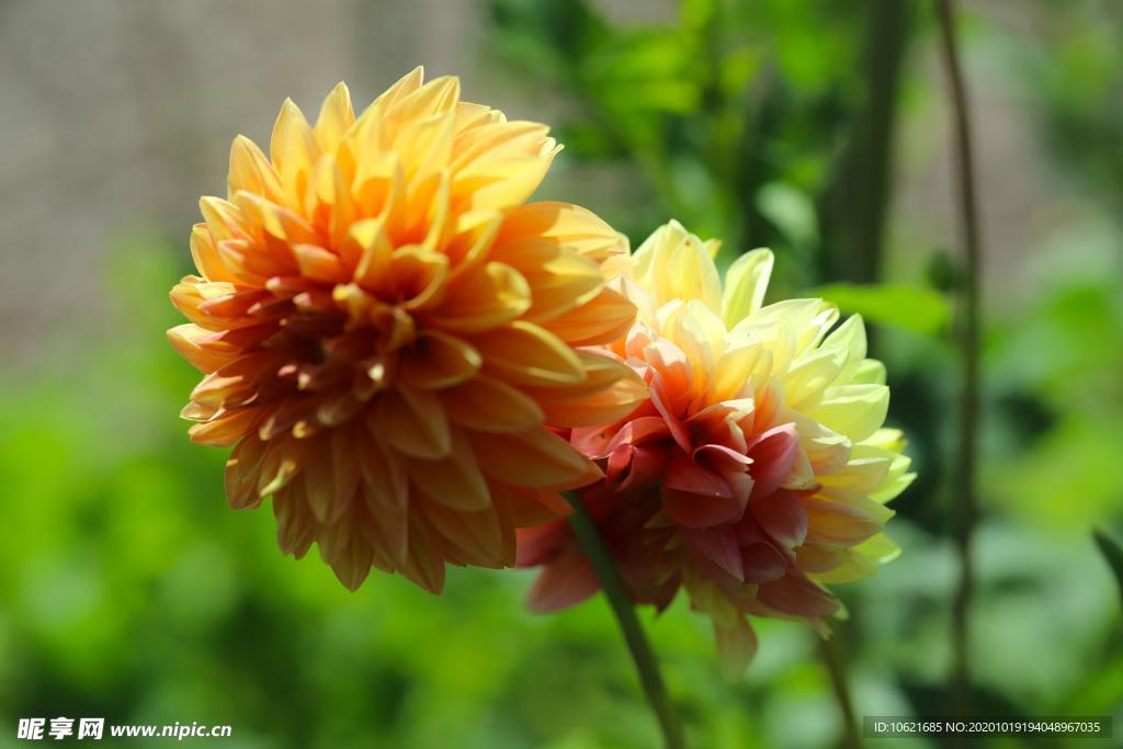 花