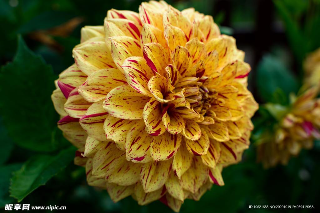 花