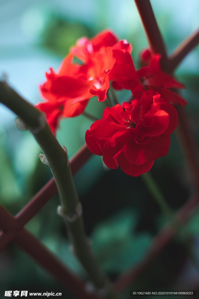 花