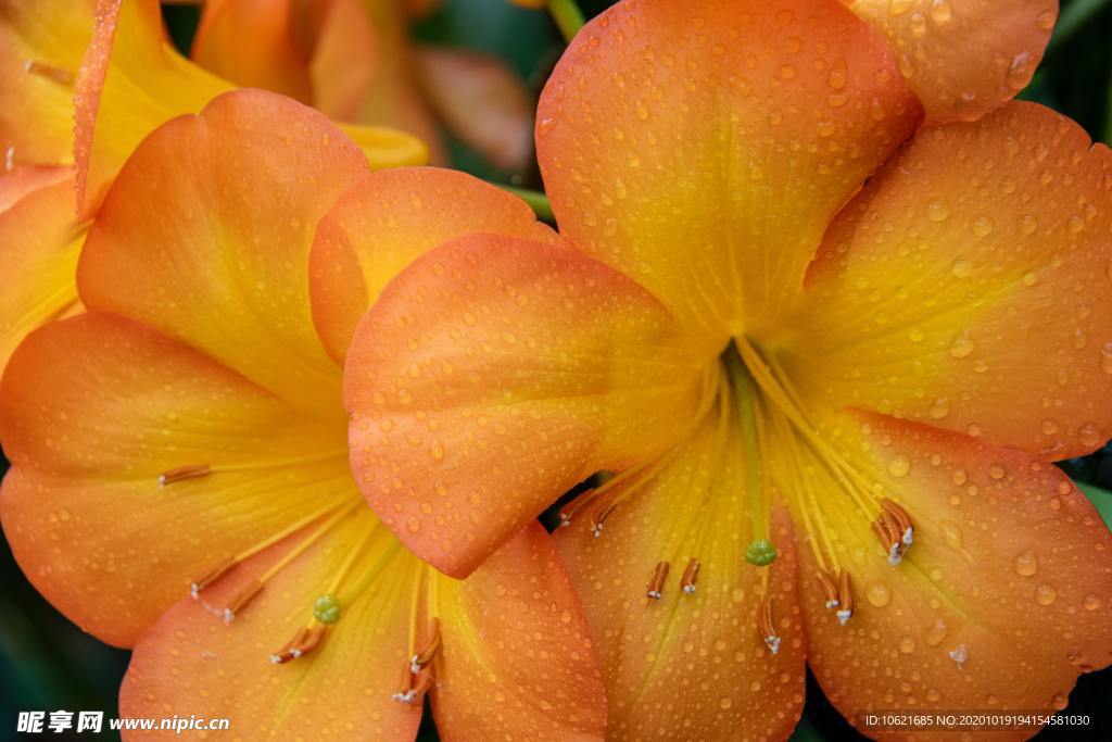 花