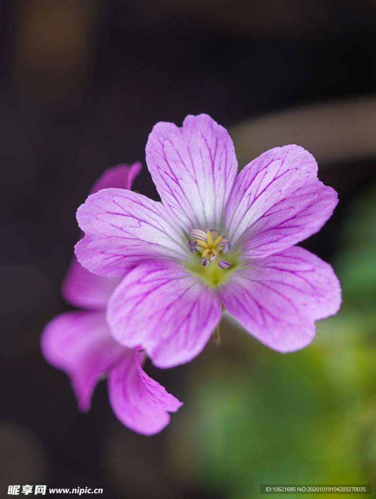 花