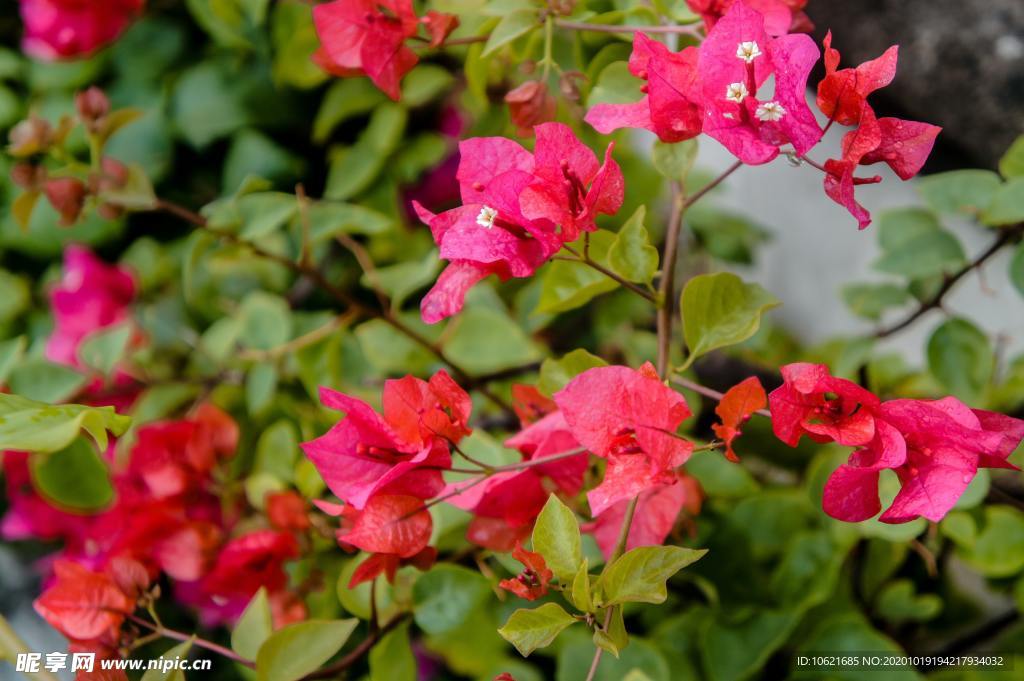 花
