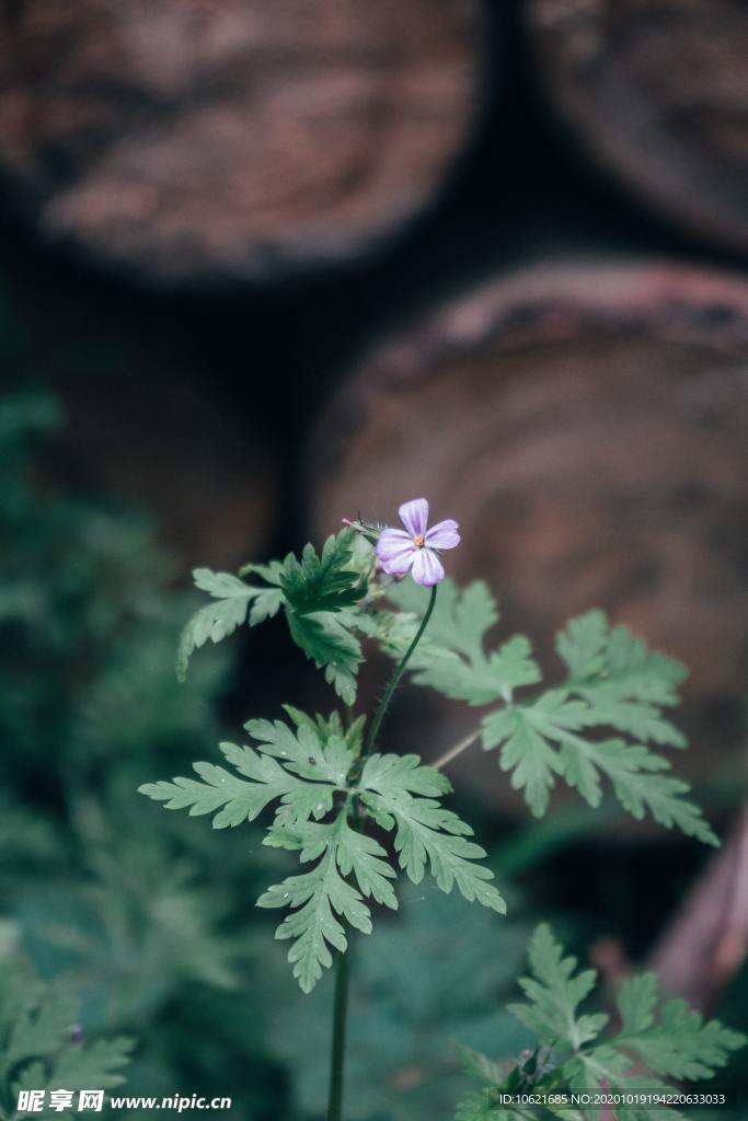 花