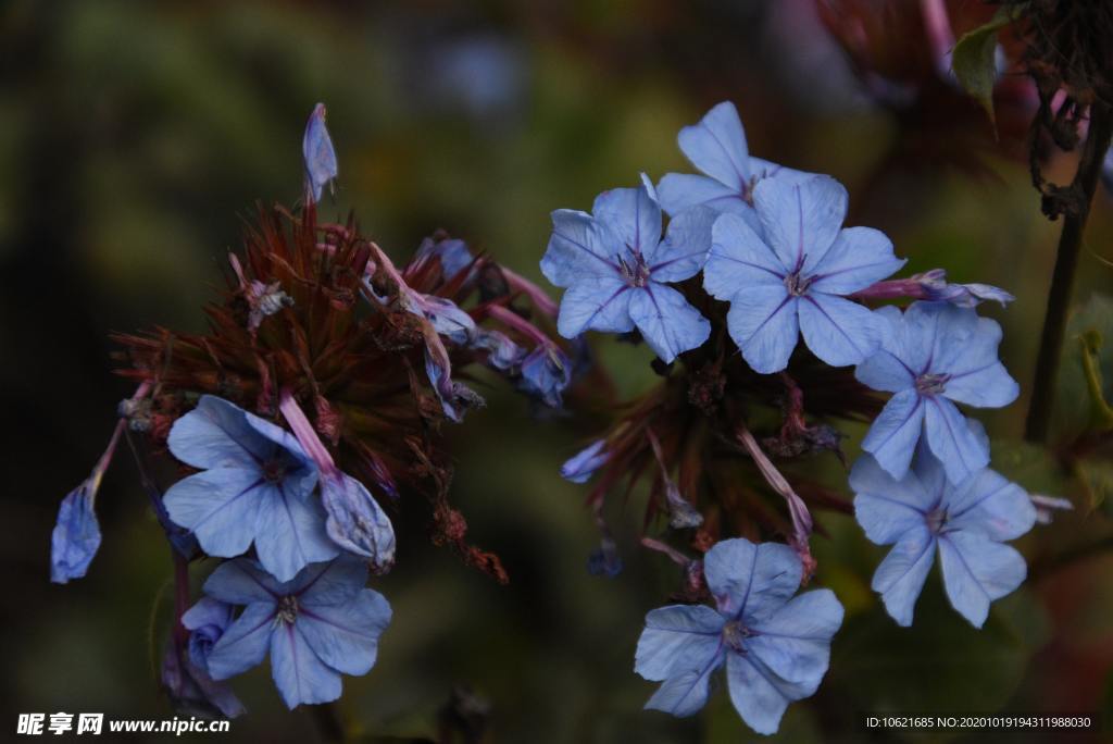 花