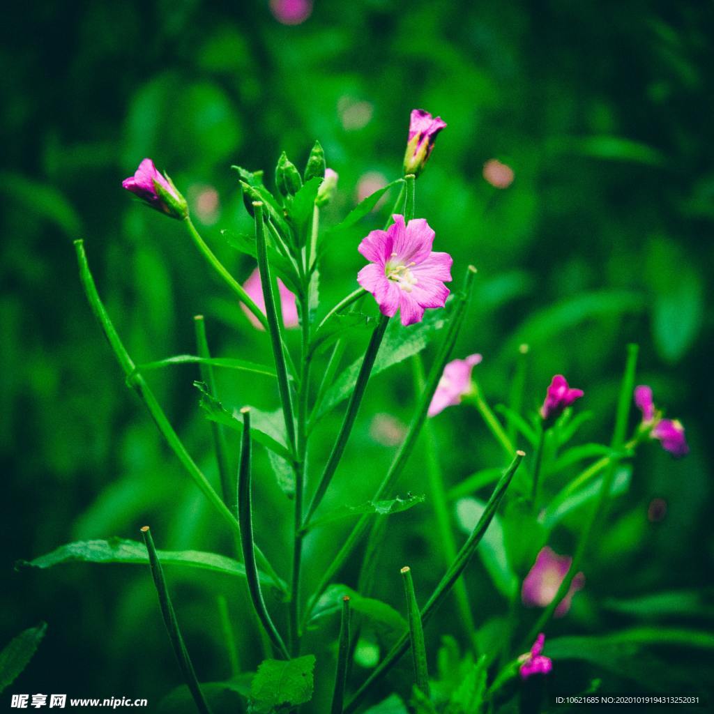 花