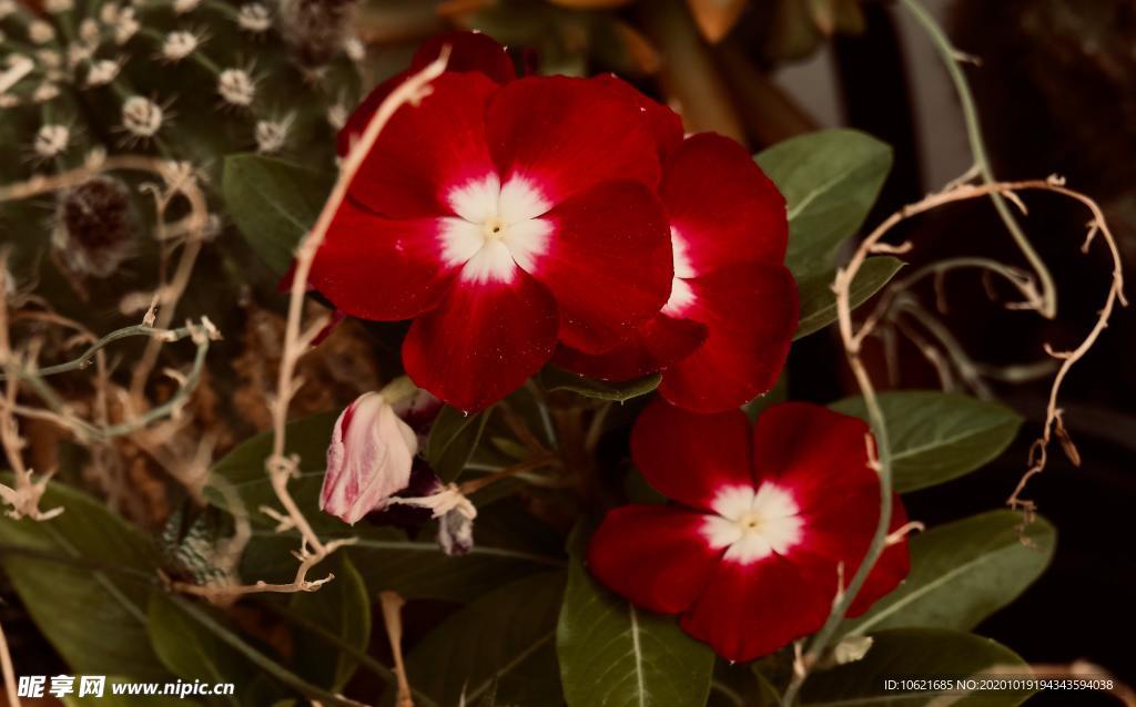 花