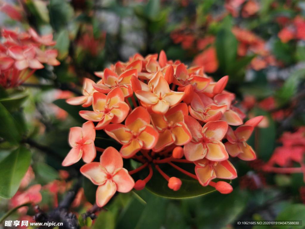 花