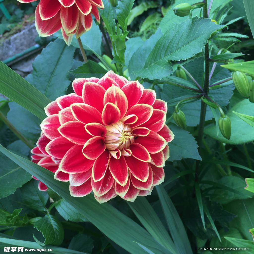 花