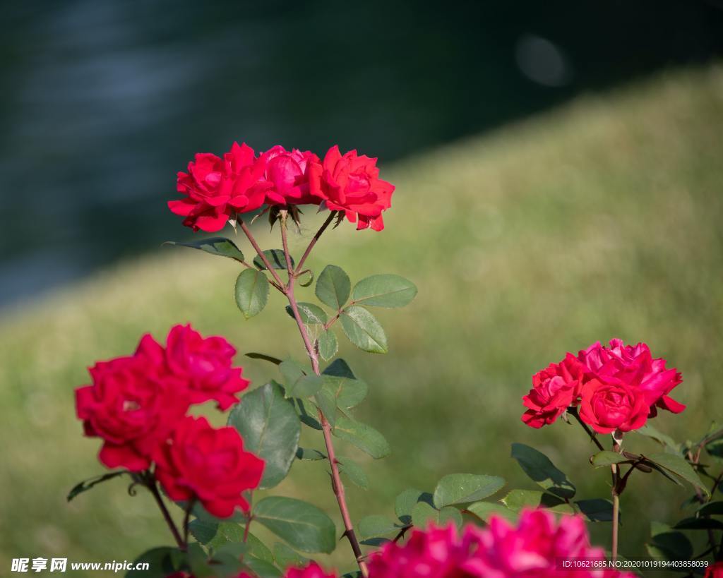 花