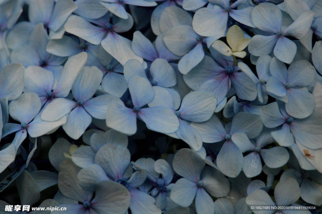 花