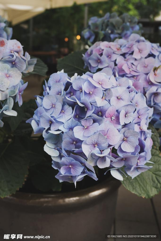 花