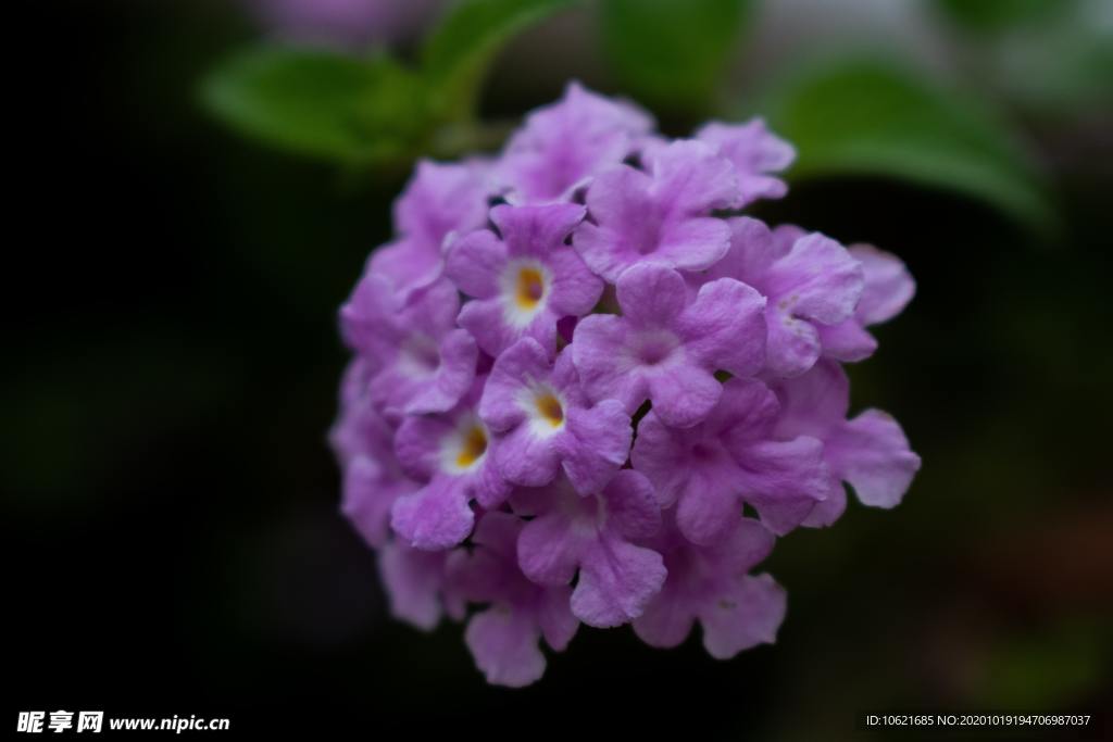 花