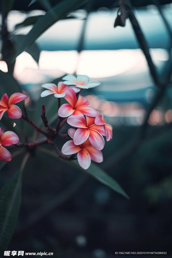 花