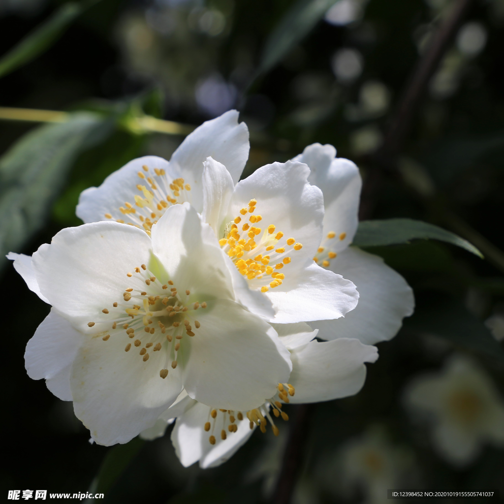 淡雅清新的茉莉花