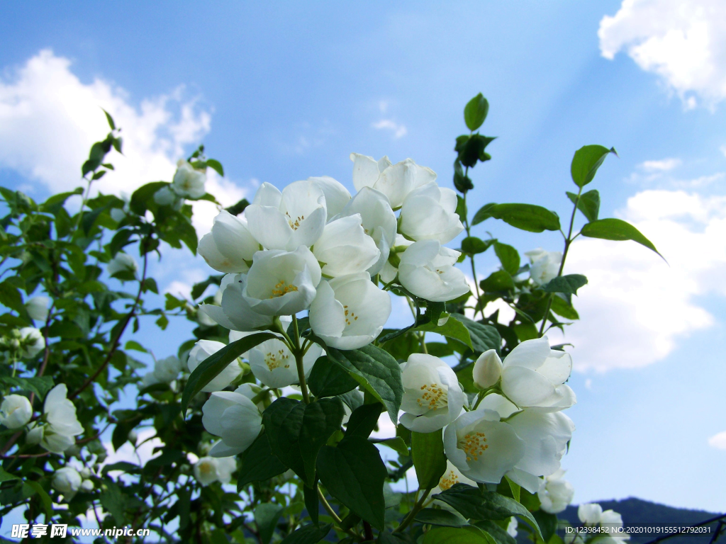 淡雅清新的茉莉花