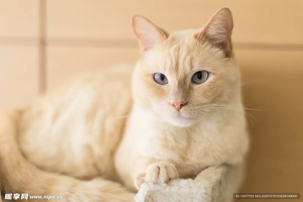 高清可爱猫咪图