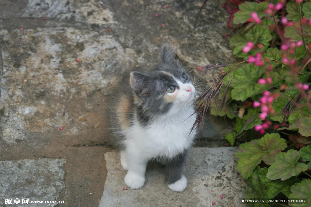猫