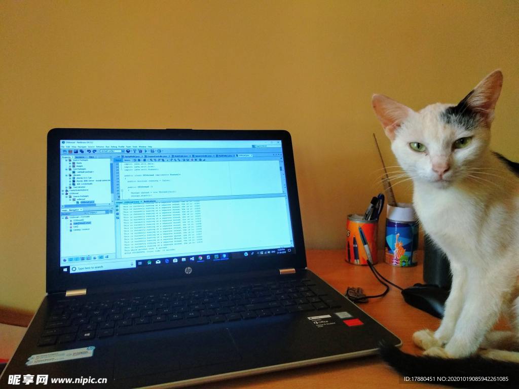猫