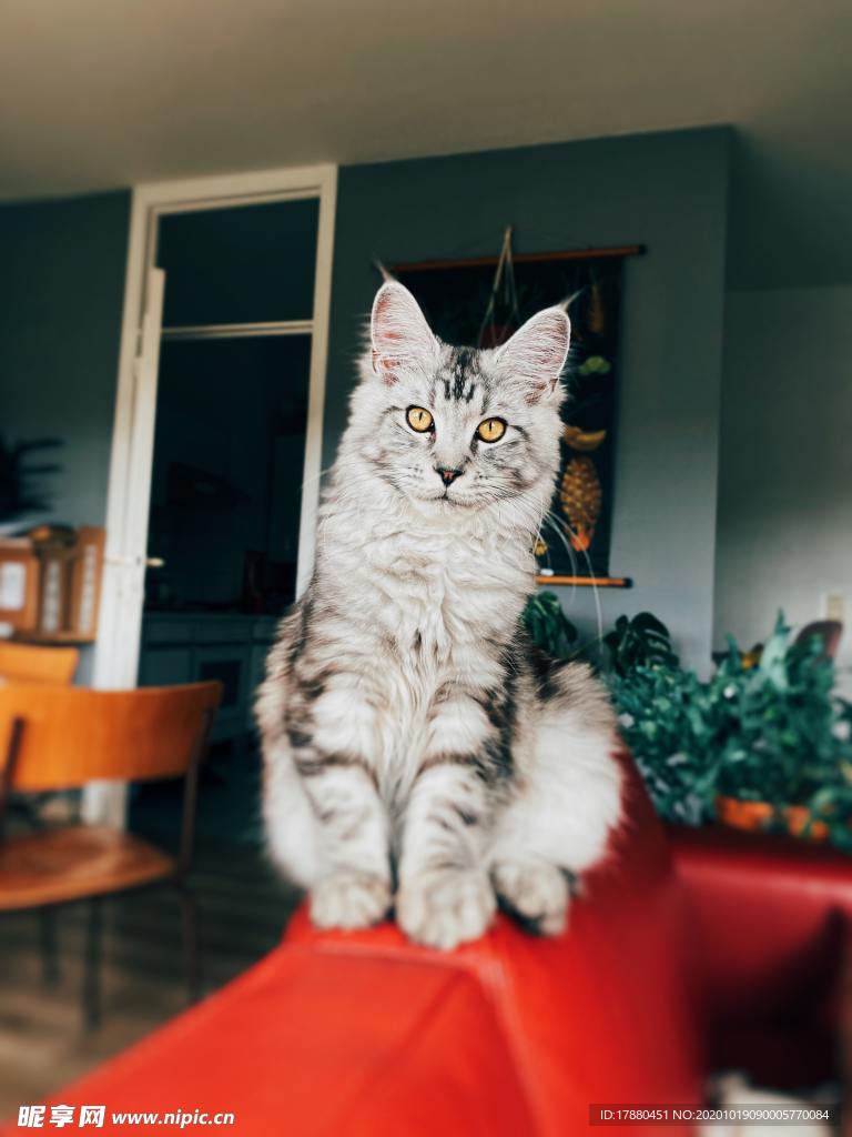 猫