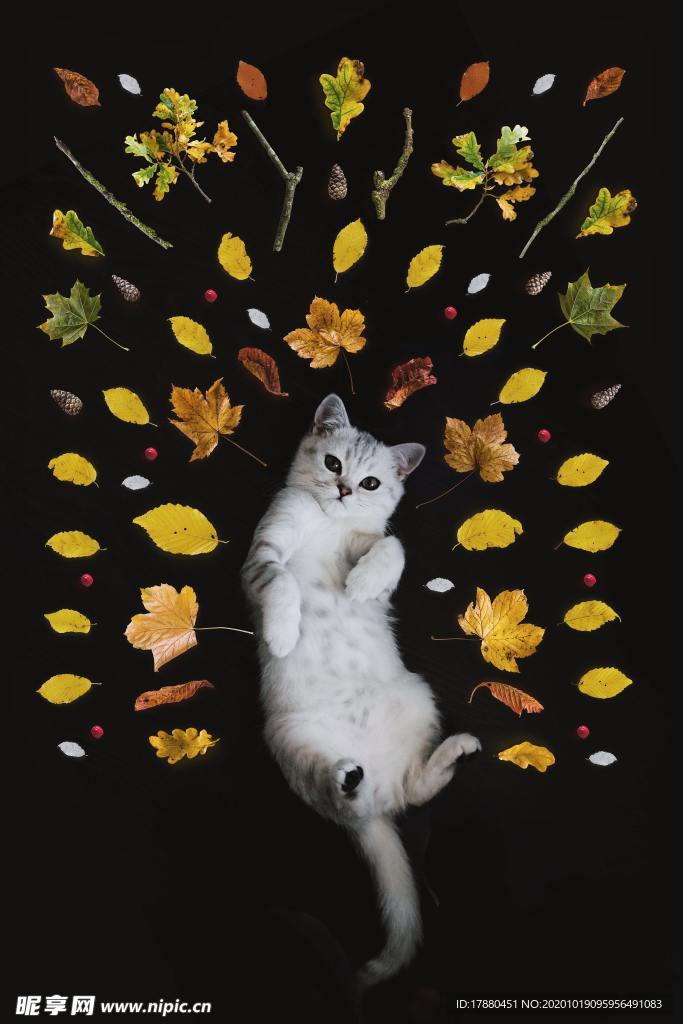 猫