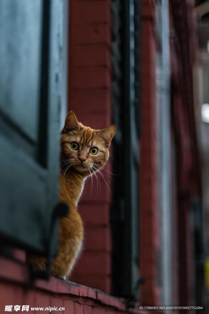 猫