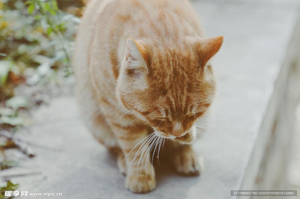 猫