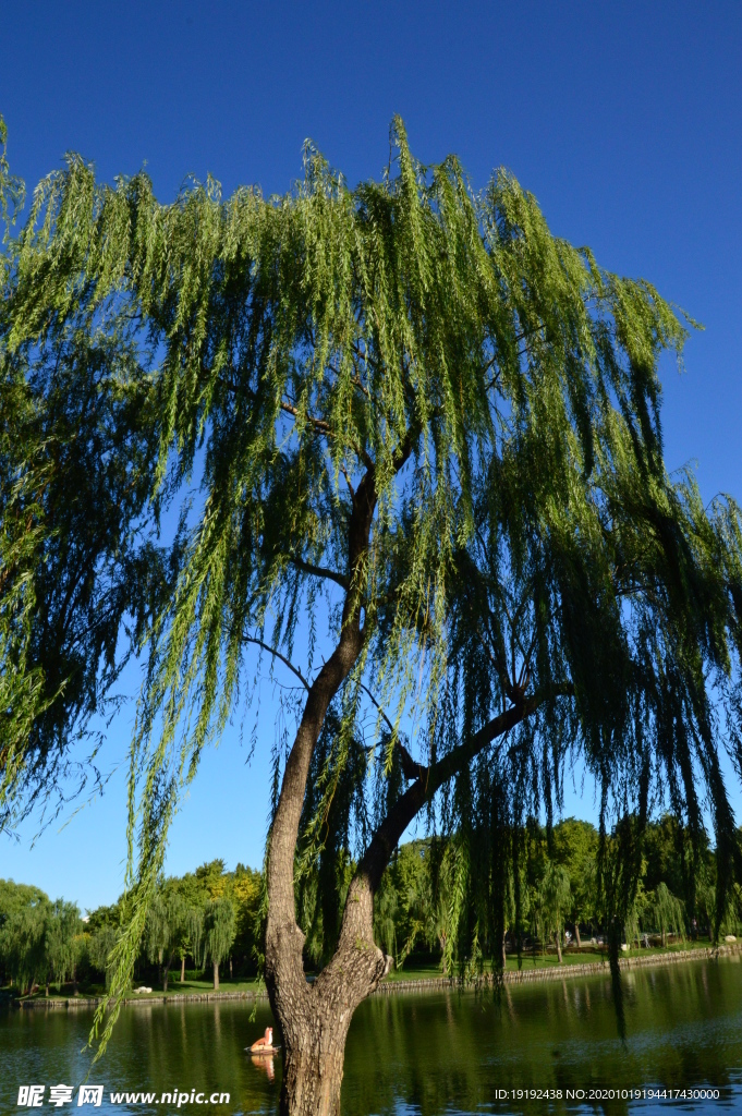 垂柳风景