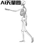 人体骨骼