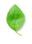 菠菜