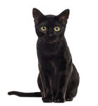 波斯猫