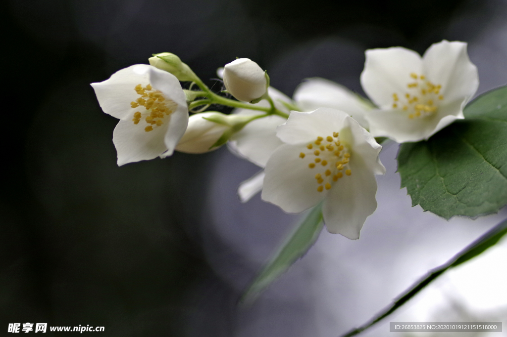 茉莉花