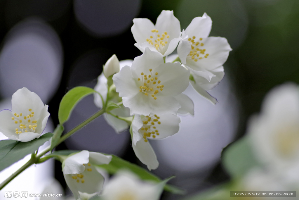 茉莉花