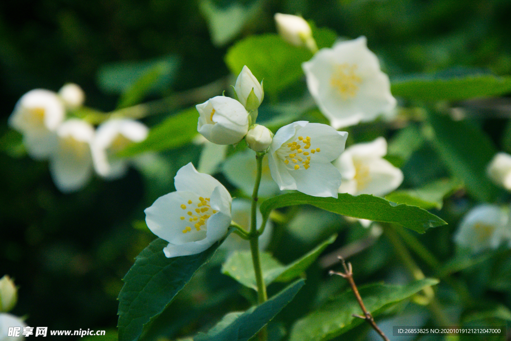 茉莉花