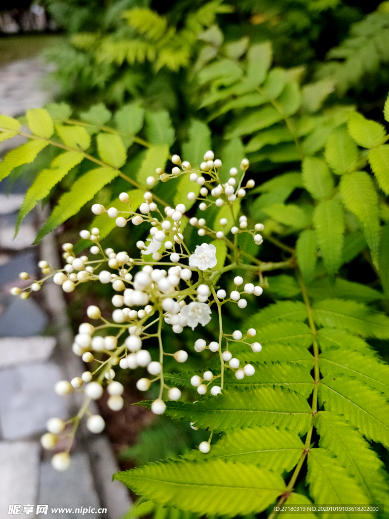 珍珠梅