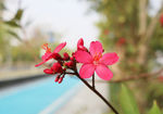 小红花