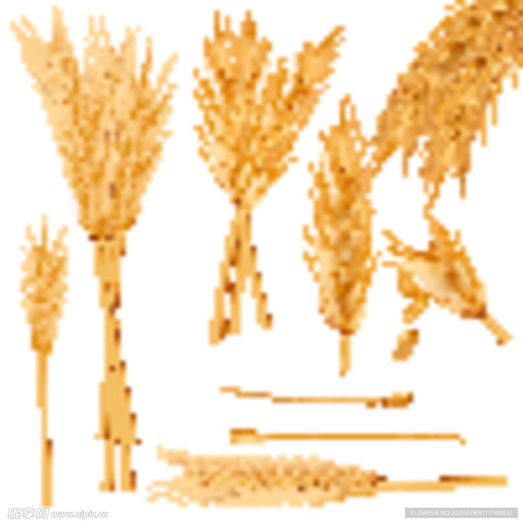 一束小麦穗干全麦现实向量图集