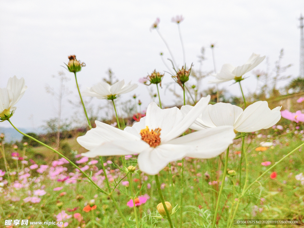 格桑花